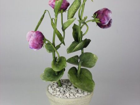 April Sweetpea in White Terracotta Pot Online Hot Sale